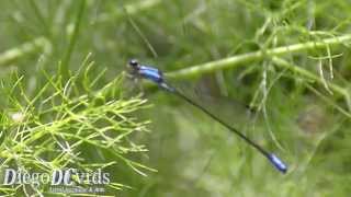 Archibasis oscillans  Blue Damselfly  Libélula azul Zygoptera Coenagrionidae Enallagma species [upl. by Eahsan]