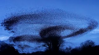 Winter Starling Murmuration  4K  Discover Wildlife  Robert E Fuller [upl. by Amorette]