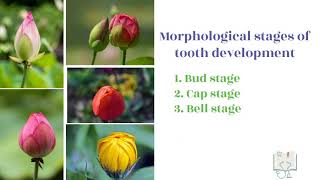 Development of Tooth  Part 2 Morphological stages  Bud stage [upl. by Iron]