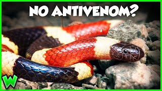 THIS is the Snake Bite to Worry About  The Coral Snake ft smetlogik [upl. by Semyaj670]