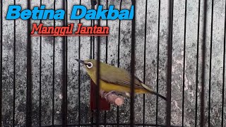 SUARA PLECI DAKBAL BETINA 🔰 Manggil Jantan Agar Buka Paruh [upl. by Justinn]