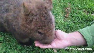 Вомбаты в Австралии на Тасмании  Wombats in Tasmania [upl. by Nafri]