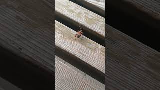 Leptoglossus occidentalis Western Conifer Seed Bug  Amerikanische Kiefernwanze Shorts [upl. by Eniawd]