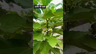 Anjeer Ki Kheti Full Information  Fig Farming anjeer kheti viralshorts [upl. by Tennaj]