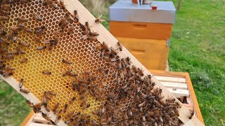 Présentation amp Visite dune colonies dabeilles 🐝 La Miellerie du Verger apiculture miel bee [upl. by Aititil]