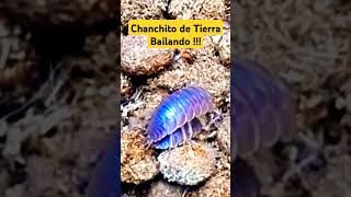 Chanchito de Tierra Bailando  Shorts [upl. by Coridon]