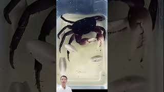 Con cua can đảm animals satisfying for viralvideo trending crab [upl. by Lacsap]