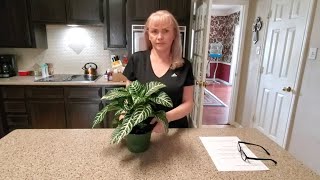 HOW TO TAKE CARE OF A ZEBRA PLANT quotAPHELANDRA SQUARROSAquot [upl. by Florence476]