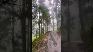 Darjeeling Pine forest darjeelingtour himalaya [upl. by Inva]