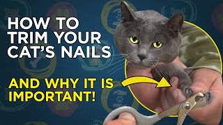 How To Trim Your Cats Nails  VetVid Cat Care Video [upl. by Akerdal]