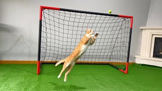 Goalkeeper Cat Got Snubbed from World Cup [upl. by Iek]