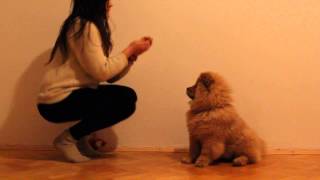 My trained chow chow [upl. by Cirdla]