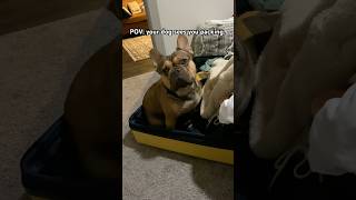 My dog 🤝 separation anxiety frenchbulldog funnyshorts funnyfrenchies [upl. by Ridgley]