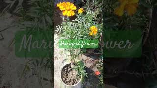 Flower plant ☘️🌺 naturemarigold flower [upl. by Tobit56]