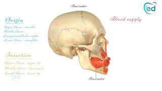 The Buccinator Muscle [upl. by Tereve]