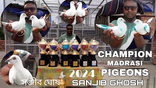 Champion Madrasi Pigeons of 2024  Sanjib Ghosh  LiluahHowrah   8777689592 [upl. by Wawro]