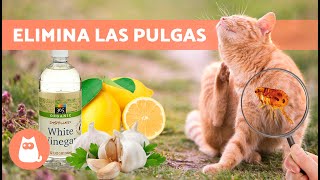 7 Mejores REMEDIOS CASEROS para las PULGAS en GATOS 🐱🐜 [upl. by Plath255]