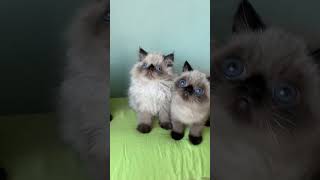 Seal point exotic and Persian kittens [upl. by Hiamerej]