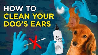 How to Clean Your Dogs Ears  VetVid Dog Care Video [upl. by Edana648]