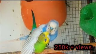 October 27 2023 Budgies mating  parakeet singing birds budgies nature [upl. by Kobe278]