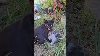 Mother amp son cats cat shortvideo catshorts viral [upl. by Uund792]