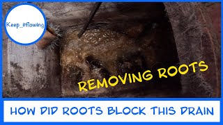 How did roots cause this drain to block [upl. by Onez]