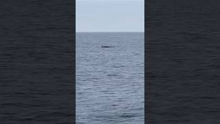 Minke Whale encounter yesterday 🐳🩵🐳 minkewhale minke whalewatching oceanside oside [upl. by Clio]