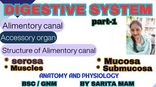 Digestive system  Alimentory canal  Accessory organ Structure of Alimentory canal A amp p gnmbsc [upl. by Terena632]