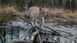 Eurasian lynxes crossing waterways [upl. by Barabbas]