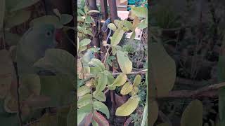 Parrots 🦜playing Crippling mummy instaparrot parrot trending trendingshorts nature new mummy [upl. by Ogir]