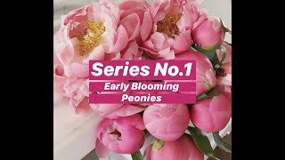 Peony Varieties  Series 1 Early Blooming Peonies peonyvariety peonygarden howtogrowpeony [upl. by Creamer164]