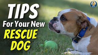 Rescue Dog Training Priorities For Your First Week Together 255 Podcast [upl. by Barina]