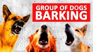 Group of Dogs Barking Sounds to Make your Dog Bark HD [upl. by Ddarb]