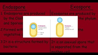 Endospore Vs Exospore Quick differences and Comparison [upl. by Ettelrats]