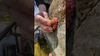 Invasive species Apple Snail Eggs asmr foryou satisfying [upl. by Itisahc]