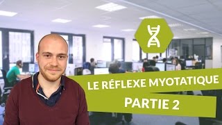 SVT BAC S  Le réflexe myotatique PARTIE 2 [upl. by Jumbala]