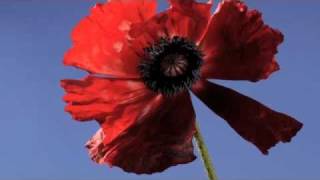 Poppy Papaver orientale flower opening time lapse [upl. by Peterus801]