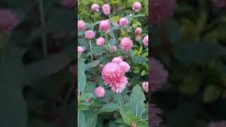 Gomphrena globosa Gomphrenaglobosa globeamaranth gomphrena gomphrenaflower meghalayaindia [upl. by Maure114]