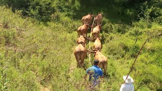 Multirão de Aração Rancho Vergueiro Brasópolis mg Romildo e carreiros Amor Na Tradiçao [upl. by Aicenod]