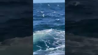 Shark attack in Little Bay  Sydney NSW Australia  16 February 2022 Full Video  GRAPHIC CONTENT [upl. by Arbba261]