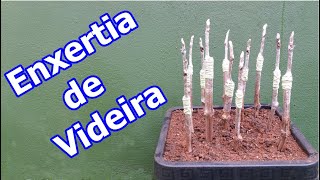 COMO FAZER ENXERTIA DE VIDEIRA ENXERTIA DE UVA [upl. by Mad]