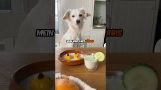 Hund 🐶  Kürbis🎃  ❤️ hund kochen rezept [upl. by Eirahcaz]