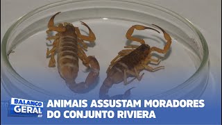 INVASÃƒO DE ESCORPIÃ•ES ANIMAIS ASSUSTAM MORADORES DO CONJUNTO RIVIERA [upl. by Nyasuh147]