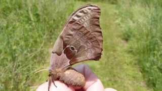 Polyphemus Moth female [upl. by Nnyl]