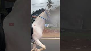 മലപ്പുറത്തിന്റെ സുൽത്താൻ  shimil  malappuram  horse horselover animals love [upl. by Haiel]