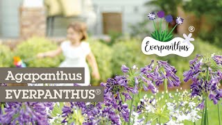 100 jours de fleurs avec EVERPANTHUS® les agapanthes remontantes [upl. by Domenic]