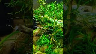 Beauty of Mickey Mouse Platy aquarium fish fishtank aquascape aquariumfish [upl. by Mcneil]