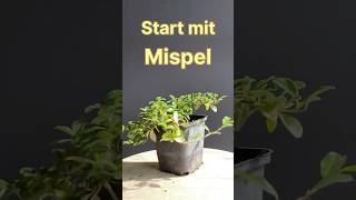 Short 35  Start mit Mispel  bockaufbonsai [upl. by Crelin]