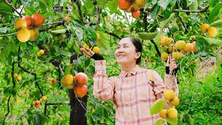 Harvesting Persimmon amp Go to the market to sell  Harvesting and Selling  Vietnamese Harvesting [upl. by Nedloh]