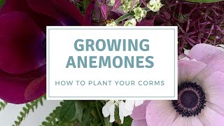 How To Plant Anemone Corms  Grow Anemones For Cut Flowers [upl. by Rastus990]